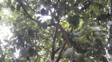 Narenciye çöl sıcaklarının kurbanı