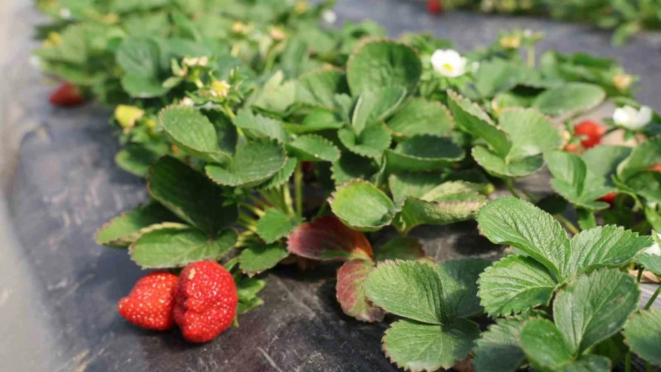 Narenciyeden umdu�unu bulamayan �retici �ile�e y�neldi