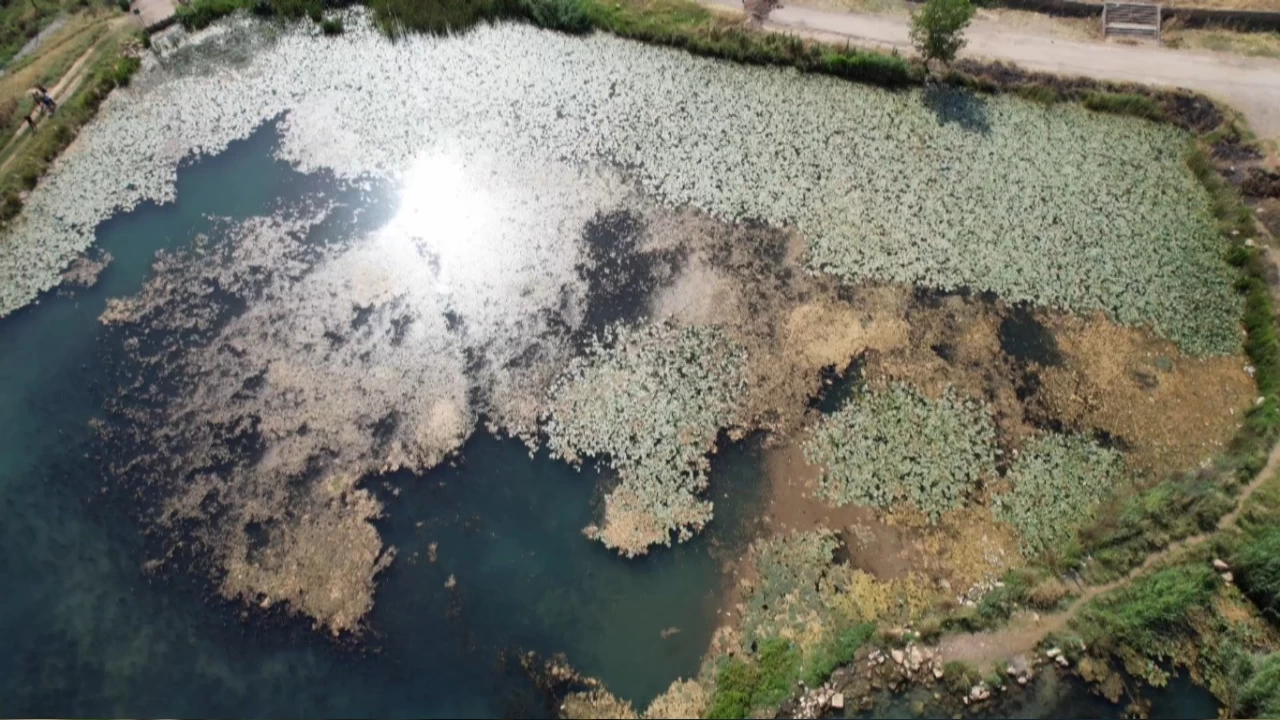 Nil�fer �i�eklerini koparman�n cezas� 150.000 TL