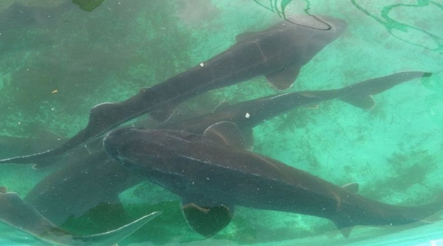 O bal���n nesli t�keniyor