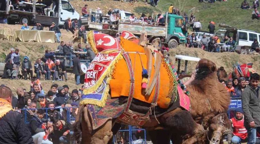 Ödemiş'te 25. Konaklı Deve Güreşleri gerçekleşti