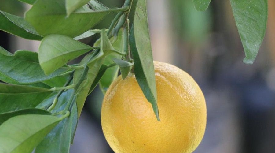 Ordu'da �reticiye narenciye deste�i