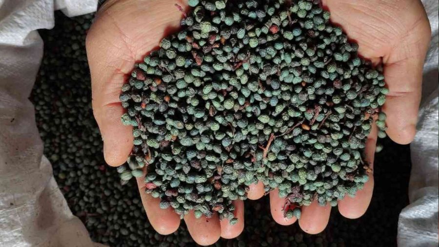 Ormandan toplanan meyvenin yağını gram gram çıkartıyorlar