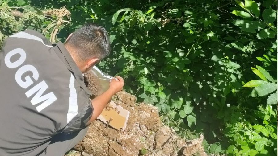 Ormanlarda Gal arısı ile mücadeleye devam