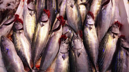 Palamut fiyatını ikiye katladı