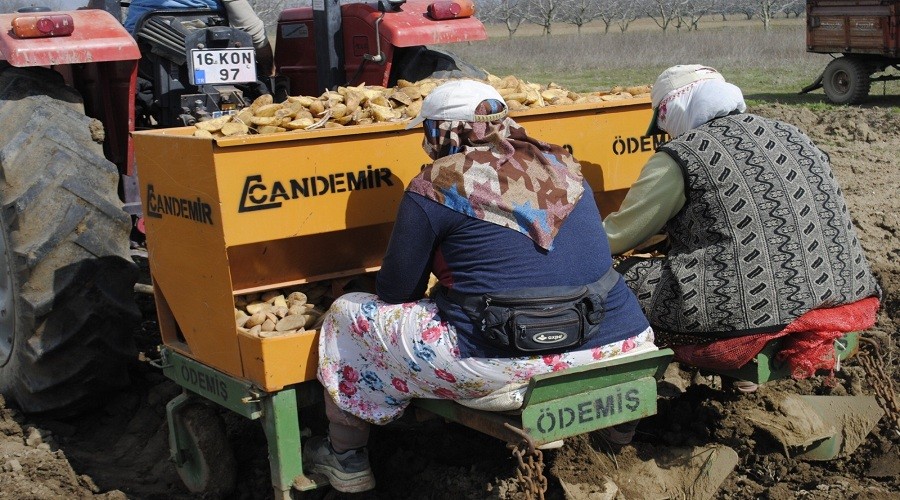 Patates ekimi başladı