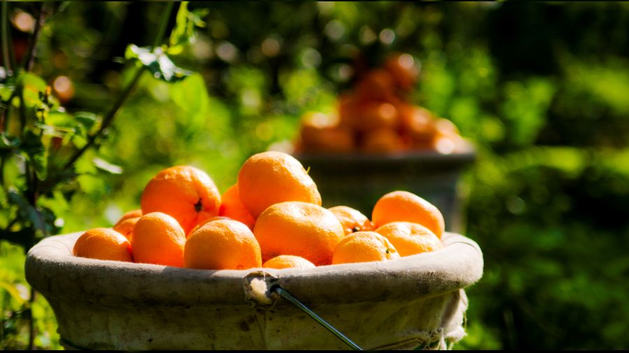  Rusya'ya ya� meyve ve sebze ihracat� h�zland�