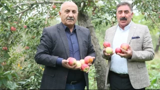 Sadece Kağızman'da yetişiyor