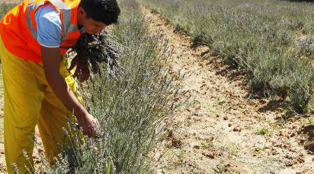 Sakarya'da yüzlerce çeşit bitkinin her gün hasadı yapılıyor