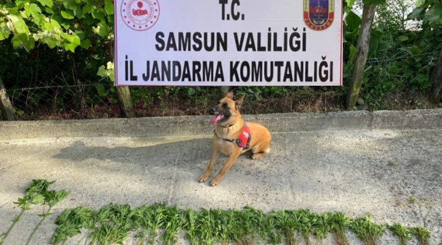 Samsun'da 326 kök kenevir bitkisi ele geçirildi