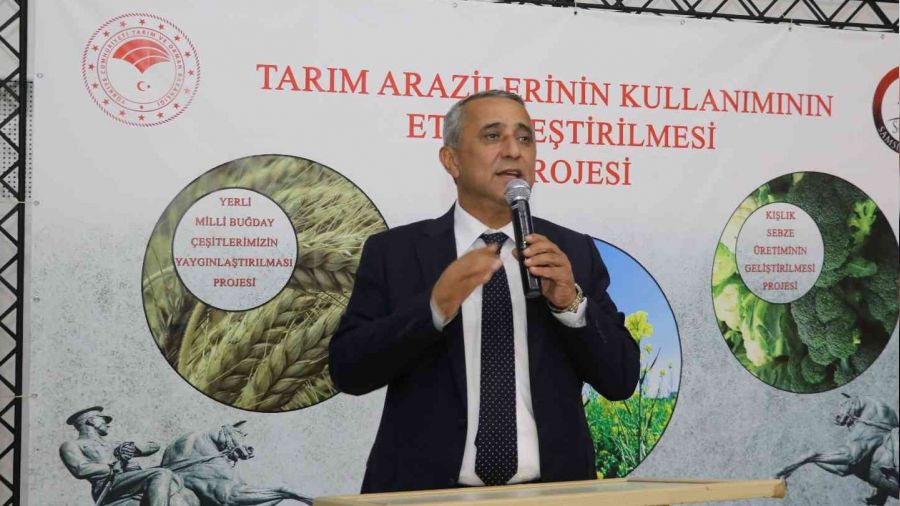 Samsun'da kanola üretimi artıyor