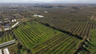 Samsun'u fndk retiminde tarihinde ilk kez Ordu'yu geti