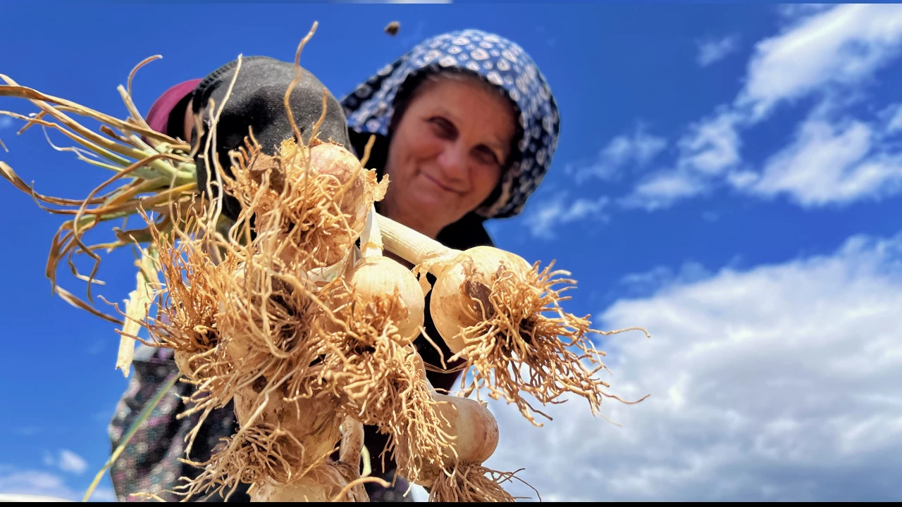   Sar�msak �reticisi umdu�unu bulamad�