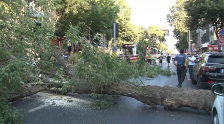 Sarıyer'de yola ağaç devrildi