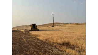 Siirt'te buday hasad: iftiler umduklarn bulamad