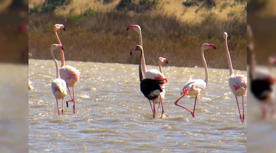 Siyah flamingo tekrar Türkiye'de