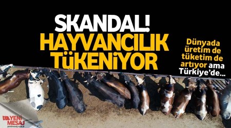 Skandal! Hayvancılık tükeniyor