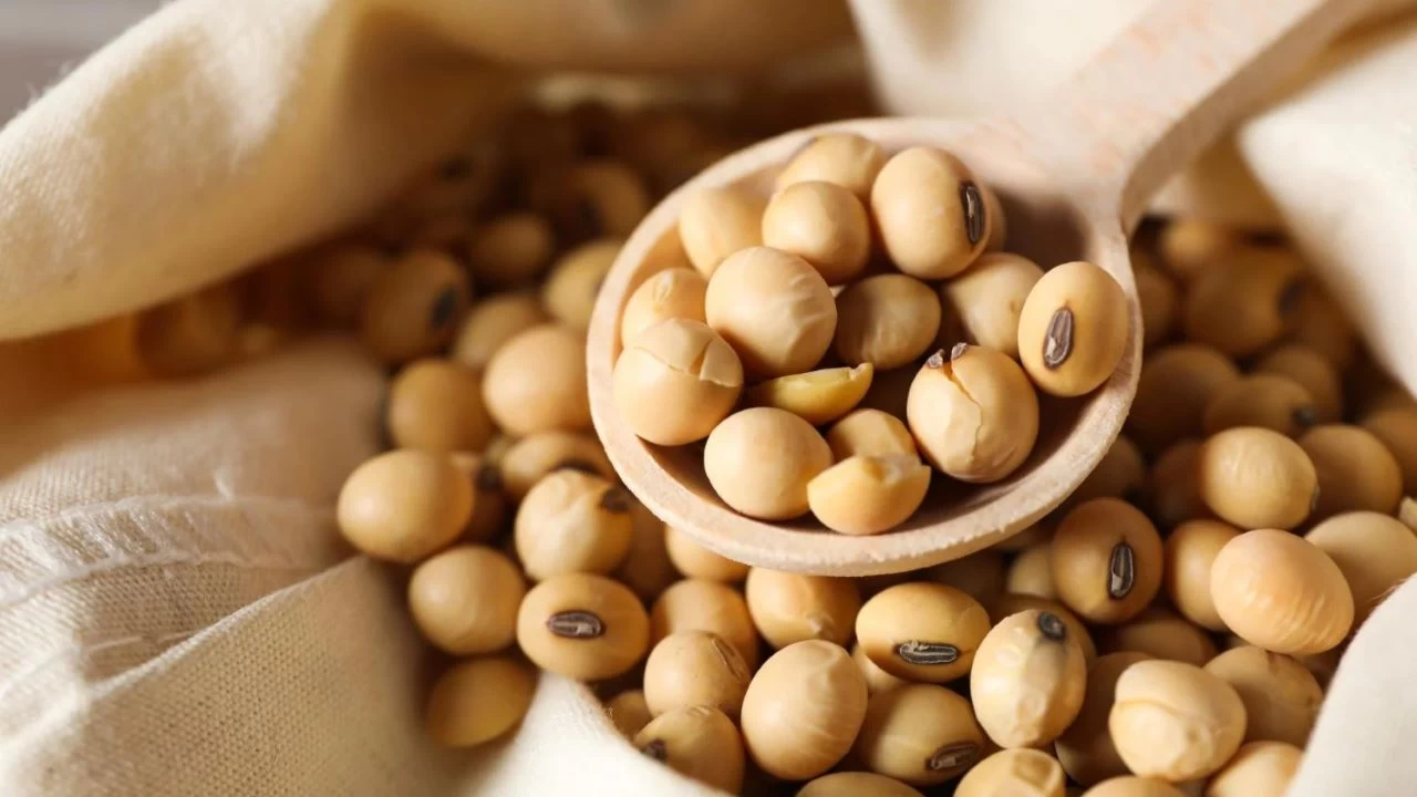 Soya fasulyesinin �retimi artt�r�lmal�