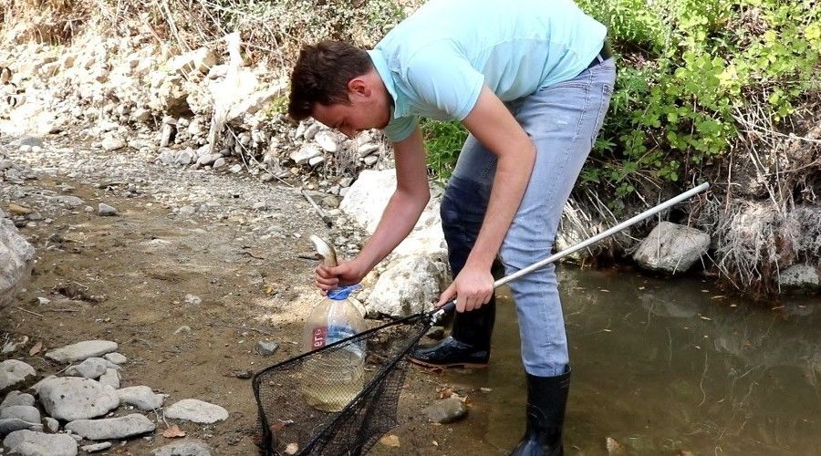 Suyu azalan çayda ölmek üzere olan 200 balığı başka çaya taşıdı