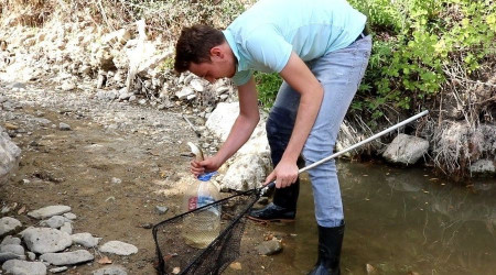 Suyu azalan çayda ölmek üzere olan 200 balığı başka çaya taşıdı