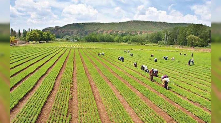 Tarımda işler yolunda gitmiyor