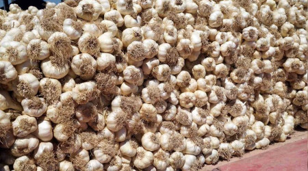Taşköprü sarımsağındaki verim kaybı üreticisini üzdü