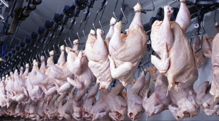 Tavuk eti üretimi Temmuz'da azaldı