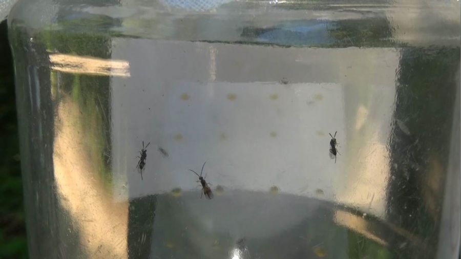Terminatör böcekleri 'Gal Arısına' karşı sahada