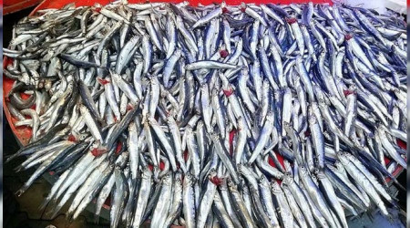 Tezgahlarda hamsi 30, çinekop 50 TL