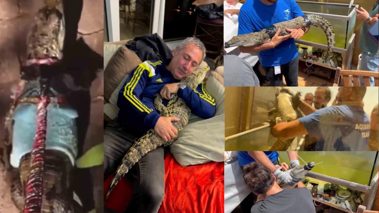 Timsahı tasma takıp gezdirdi