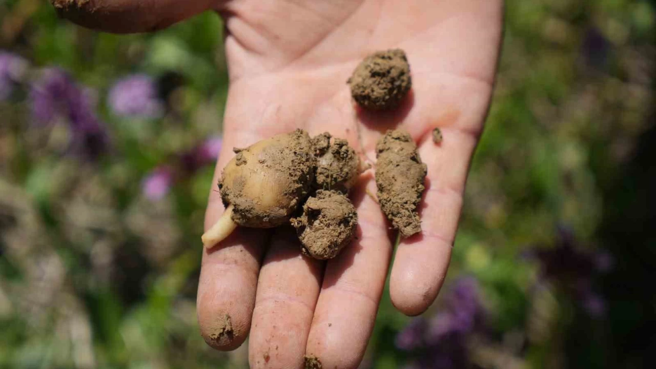 Topraktaki altın salep: Kilosu 3 bin TL