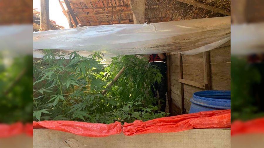 Traktör kasasını seraya çevirip kenevir yetiştirmiş
