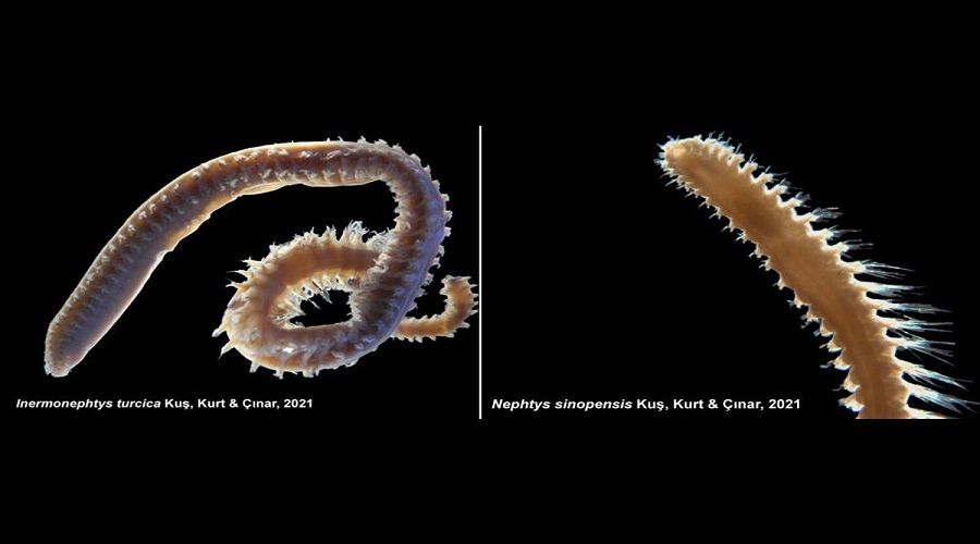 T�rk bilim insanlar�n�n yeni ke�fi D�nya literat�r�ne girdi