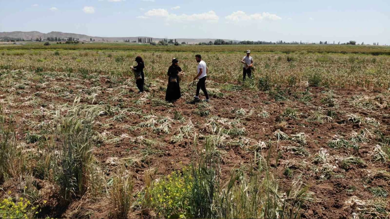 Türkiye'nin organik sarımsağında hasat başladı