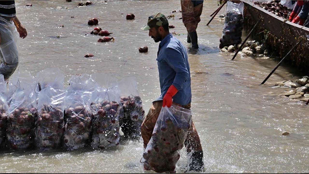 Turp �reticisi fiyattan memnun de�il