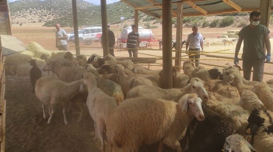 Yangında hayvanları telef olan Manavgatlılara, Korkuteli'nden destek