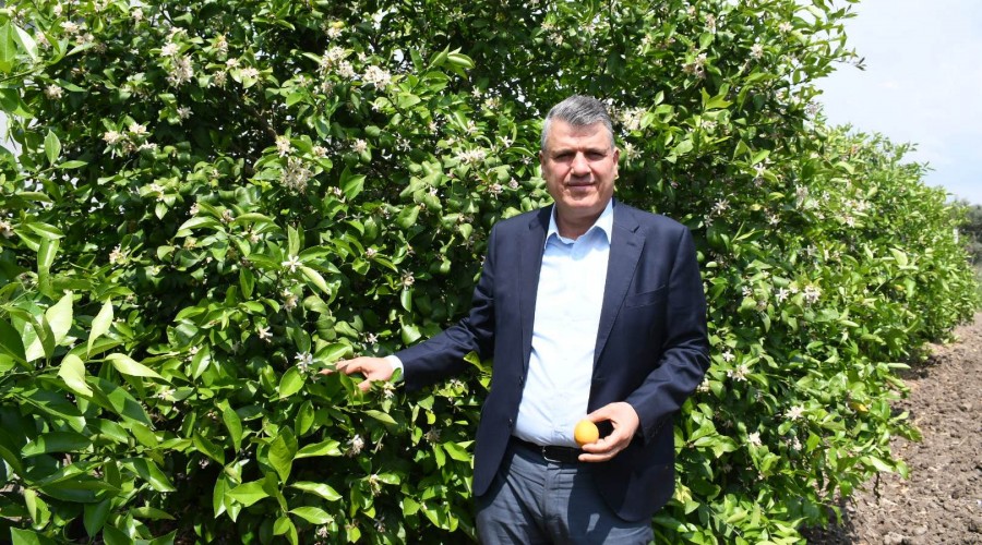 Yasak, üretici perişan olduktan sonra kalktı