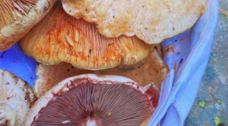 Yedikleri mantardan zehirlenen 6 kişi tedavi altına alındı