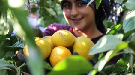 Yok artık: Dalında 1.5 markette 8 lira