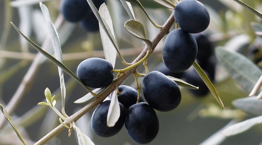 Zeytin desteği hakkında açıklama