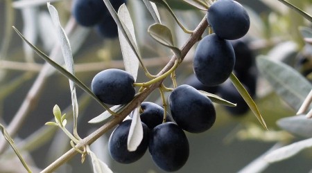 Zeytin desteği hakkında açıklama