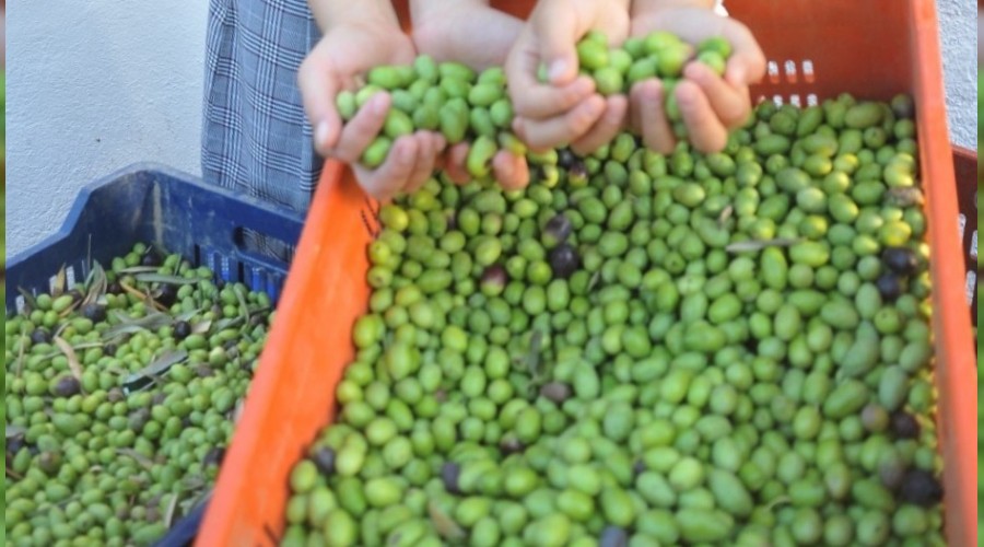 Zeytin ihracatı yüzleri güldürdü