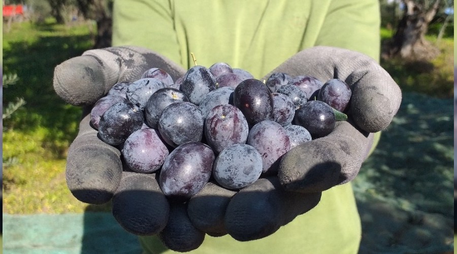 Zeytinin nas�l kurulaca��n� ��retiyorlar