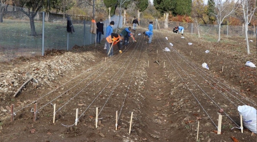 10 bin adet lale soğanı toprakla buluştu