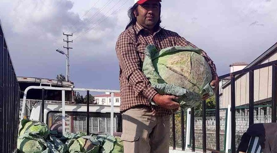35 kiloluk lahanalar şaşkına çeviriyor