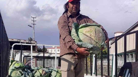 35 kiloluk lahanalar şaşkına çeviriyor