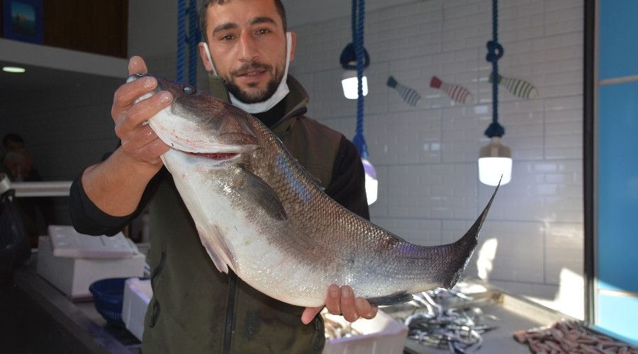 6 kiloluk levrek, 780 liradan satılıyor