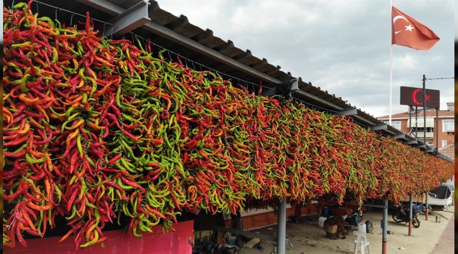 Ac� biberde dizme ve kurutma mesaisi