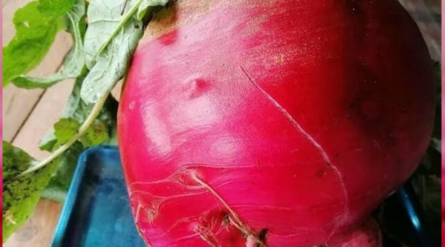 Adana'da 6,5 kiloluk turp g�renleri �a��rt�yor