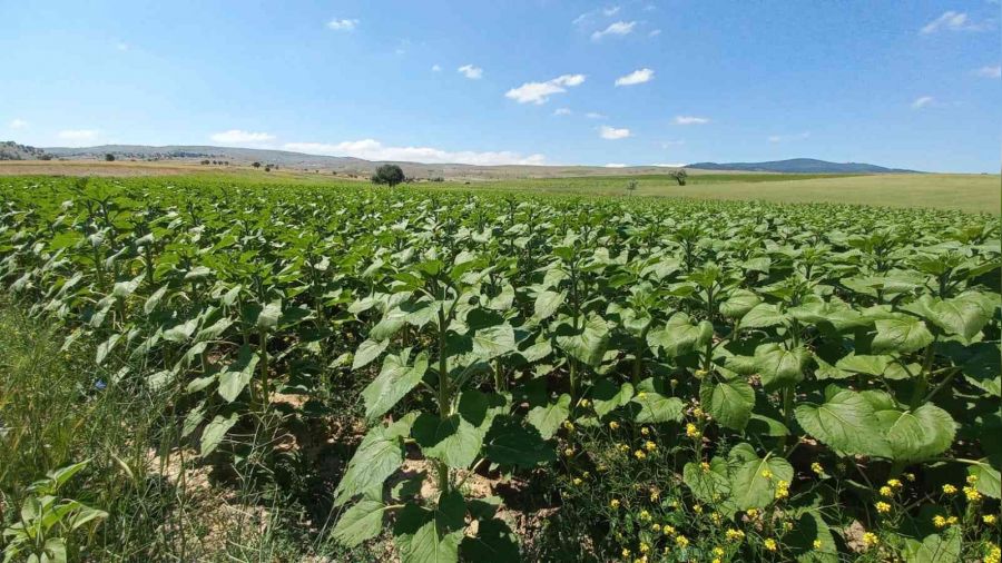 Afyonkarahisar'da ayçiçeğinde yüksek verim bekleniyor